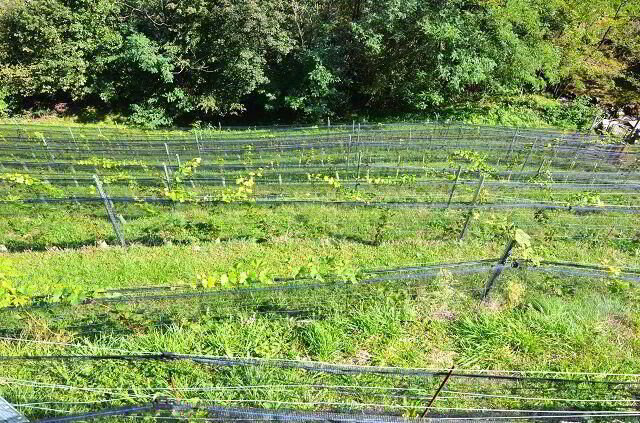 Terreno di 2.5 locali in vendita a Preonzo - immagine 1/13