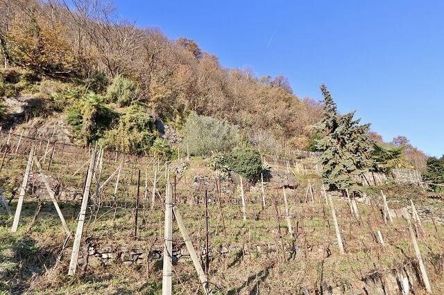 Terreno di null locali in vendita a Sementina - immagine 1/13