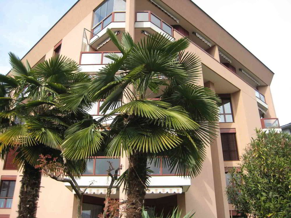 5.5 rooms Apartment for rent in Minusio - image 1/10