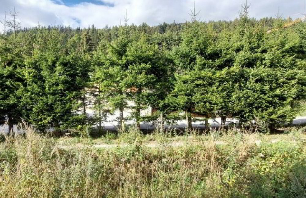Appartamento di 1 locali in affitto a Crans-Montana - immagine 1/6