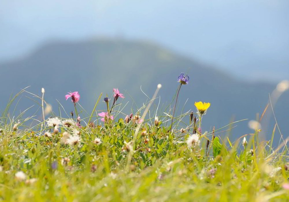 Terreno di null locali in vendita a Bouveret - immagine 1/1