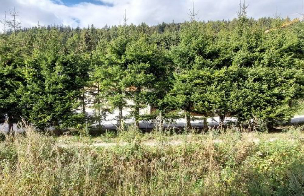1 Zimmer Wohnung zu vermieten in Crans-Montana - Bild 1/6