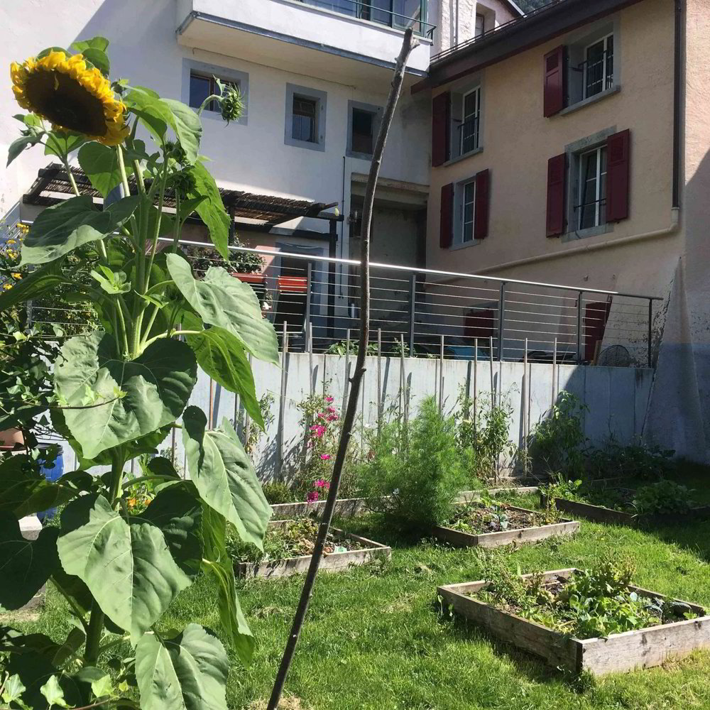 3 Zimmer Wohnung zu vermieten in Yvorne - Bild 1/12