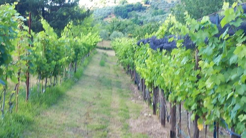 Casa di 6 locali in vendita a Massagno - immagine 1/8