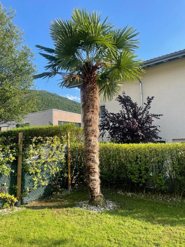 4 rooms House for rent in Caslano - image 1/13