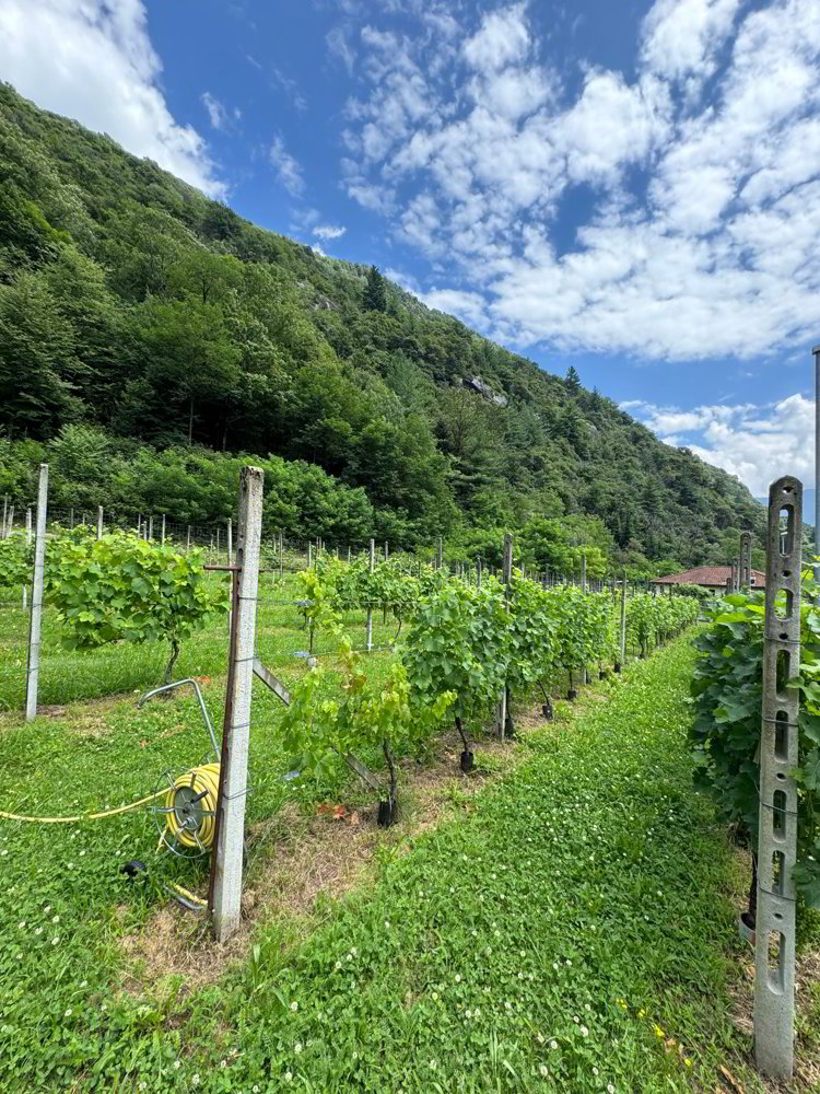 Terreno edificabile pianeggiante in vendita a Cresciano, 6705 Riviera