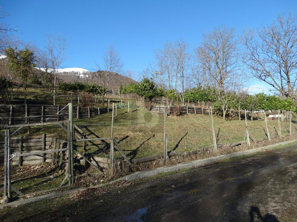 PRATO PER CAVALLI