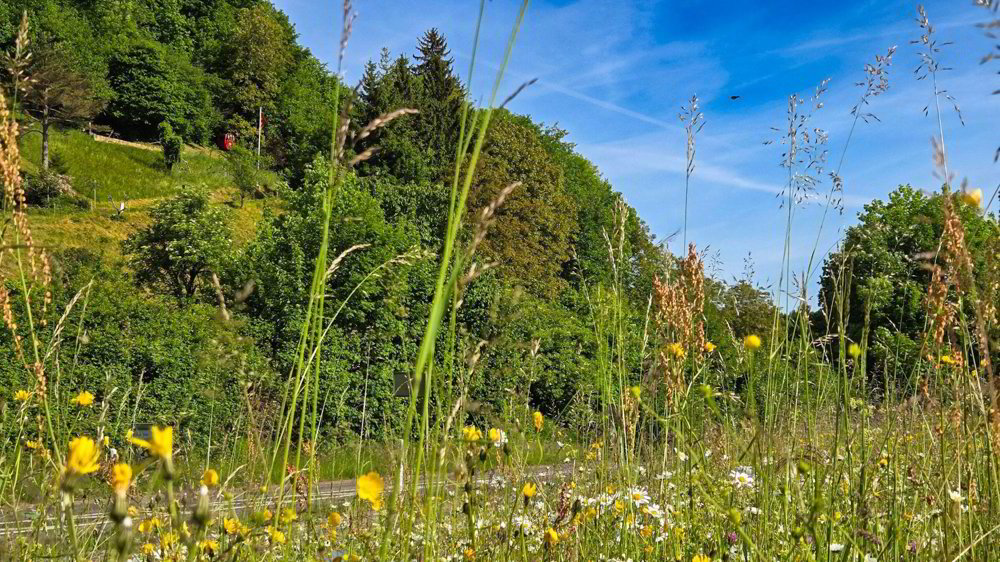 Bauland mit unverbaubarer Weitsicht in Rümlingen (2’024 m²) - Mehr
