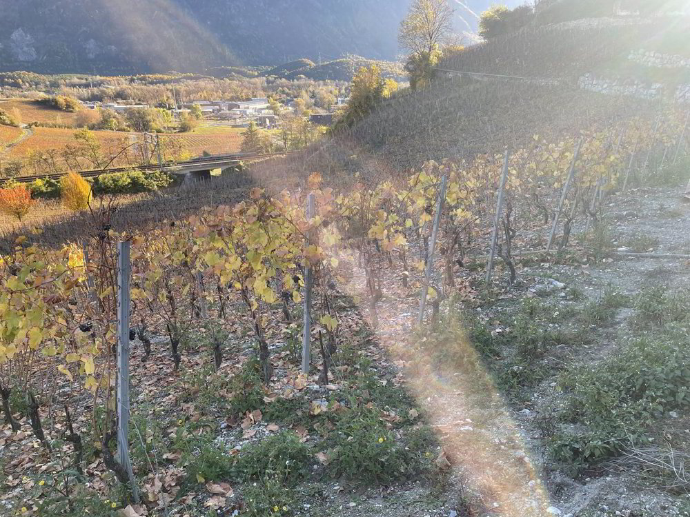 IN MITTEN MALERISCHER WEINBERGE - Ansicht 2