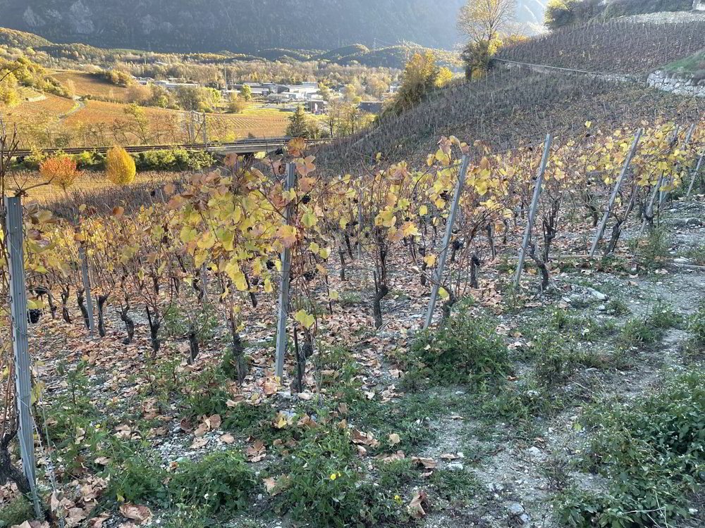 IN MITTEN MALERISCHER WEINBERGE - Ansicht 3