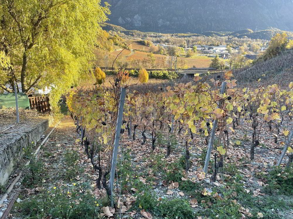 IN MITTEN MALERISCHER WEINBERGE - Ansicht 4