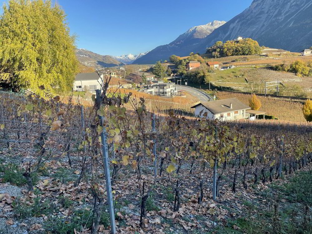 IN MITTEN MALERISCHER WEINBERGE - Ansicht 5