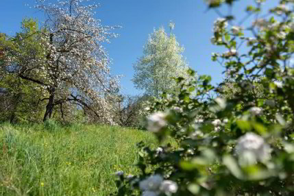 Herrschaftshaus mit weitläufigem Park und Schwimmteich 1/5