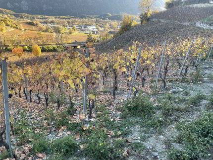 IN MITTEN MALERISCHER WEINBERGE 1/5