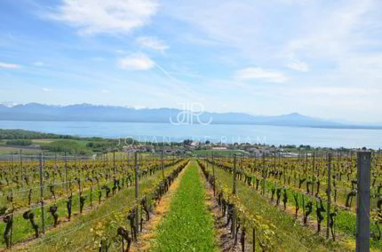 Magnifique propriété hauts de Nyon 1/1