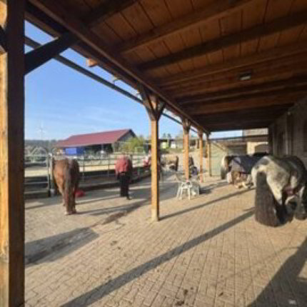 Reitsportimmobilie mit Wohnung/Einzelzimmer und Reitalle 1/5