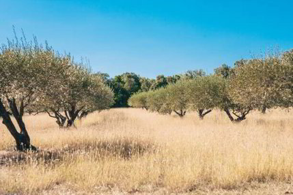 Terrain en vente à LA MOTTE - Réf MF/JM/01/2024 1/1